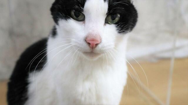 【ペット用コールベル】珍しくあれこれ干渉してくる飼い主をじっと見つめるハチワレ