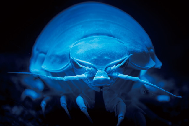 水族館ニューヒーロー／ダイオウグソクムシ（等脚目スナホリムシ科）