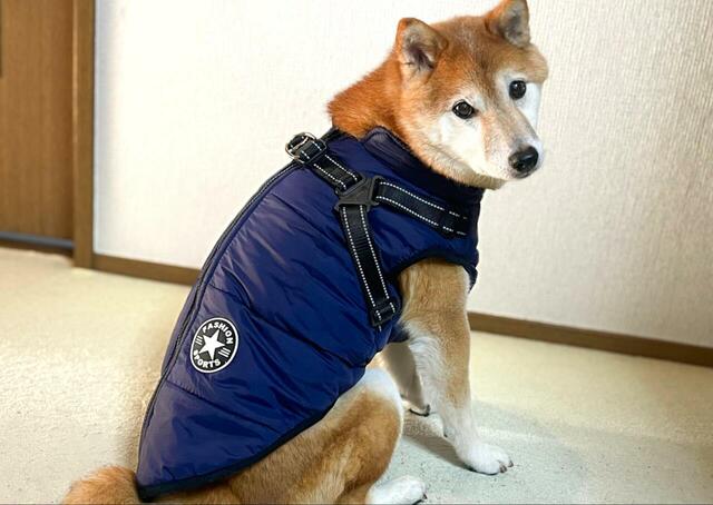 【IGUGHI ふわふわ ダウンベスト風ジャケット 犬用】体重8kg（柴犬）、3XLサイズ着用。サイズは着丈ではなくハーネス部分にあたる胸周りのサイズを基準にするのがおすすめです