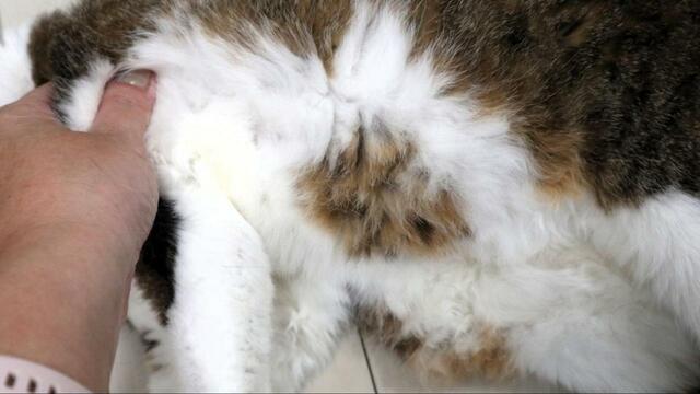 チャームポイントのお腹の毛もください【フェリシモ 猫部  猫毛を入れられるロケットペンダント】