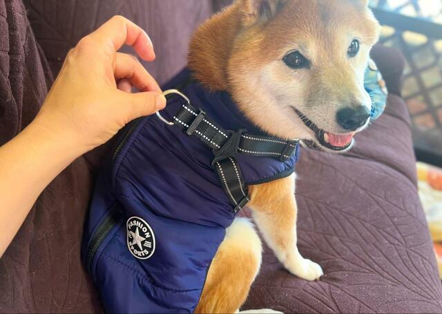 【IGUGHI ふわふわ ダウンベスト風ジャケット 犬用】着心地が良いのか、とってもご機嫌です