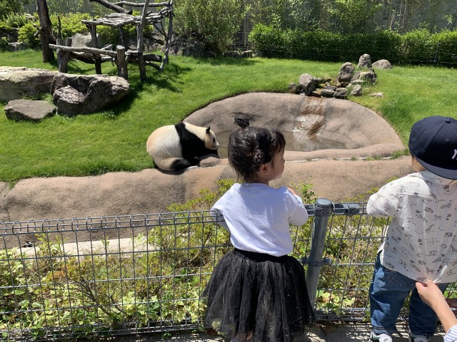 パンダいたよー！