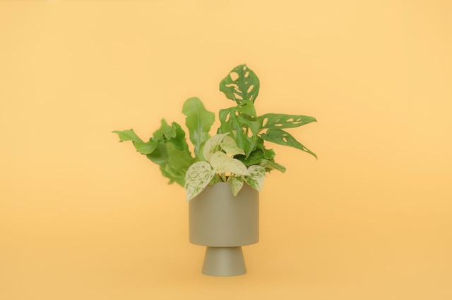 ＆Greenセット例1