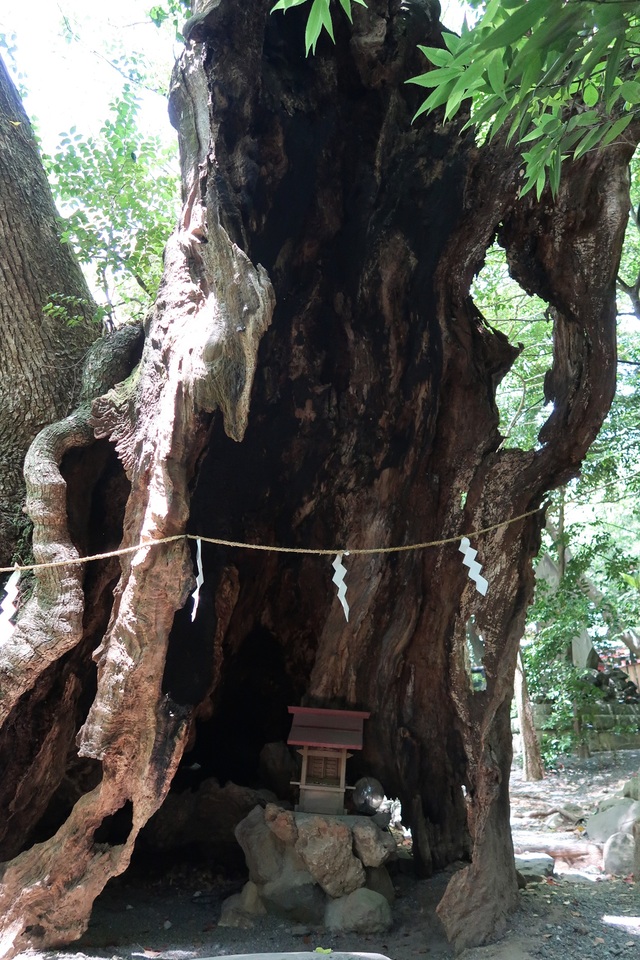 來宮神社の第二大楠は幹の中身が落雷によってほとんどないけれど生きています