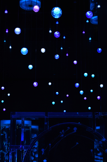 ジェリーフィッシュランブル / エプソン アクアパーク品川