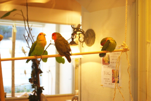 ことりカフェ/表参道店・ことりたち