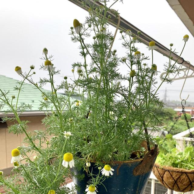 バケツをプランターにすると、持ち手にフックを引っかければ吊るすこともできます。