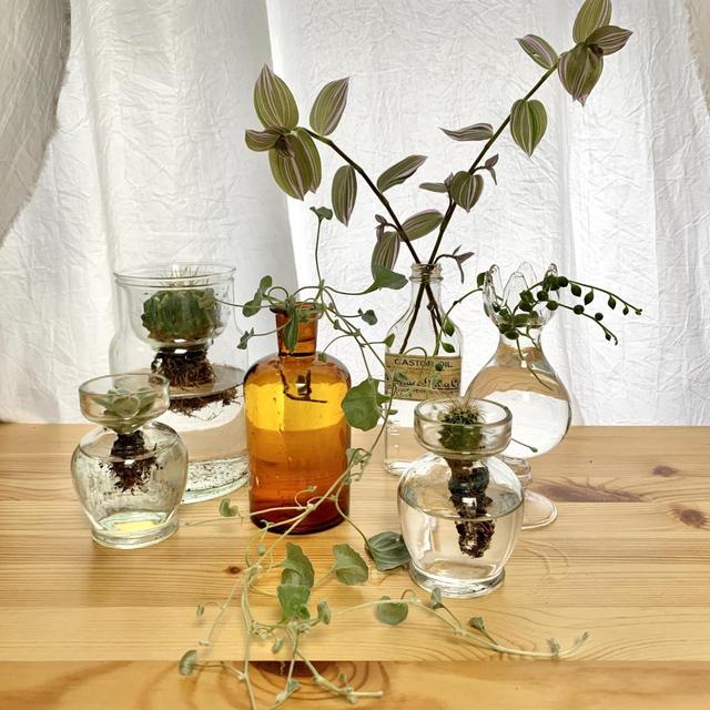 【水耕栽培】大小さまざまな大きさの器を並べて飾るとよりおしゃれに