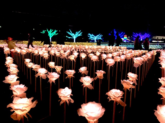 美しいバラのイルミネーション