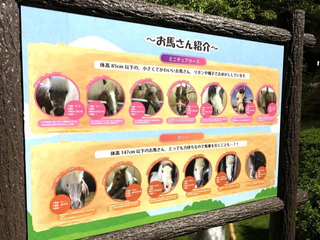 お馬さんの紹介