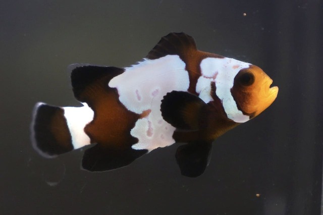 スノウフレークオセラリス