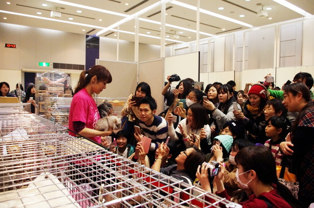 Japan Chinchilla Festival