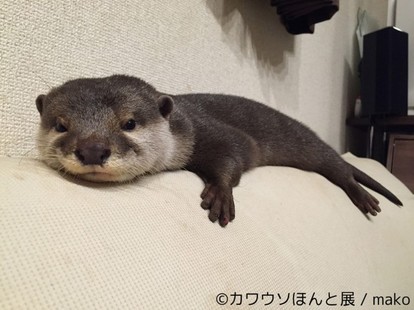 人気の カワウソ のこと ちゃんと知ってる 激かわ写真 生態などを学べる カワウソほんと展 改 開催 ヤバチケ