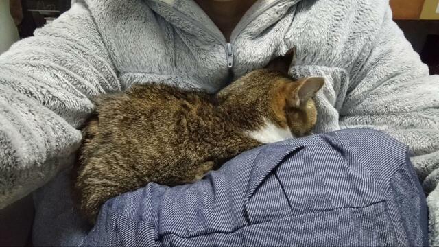 【ニトリ レストクッション】クッションの上に猫が乗ってきて、いわゆる「猫吸い」し放題になるというおまけ付きでした…！