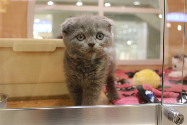 可愛くてキュンキュンする「吉祥寺ねこ祭り」の猫たち