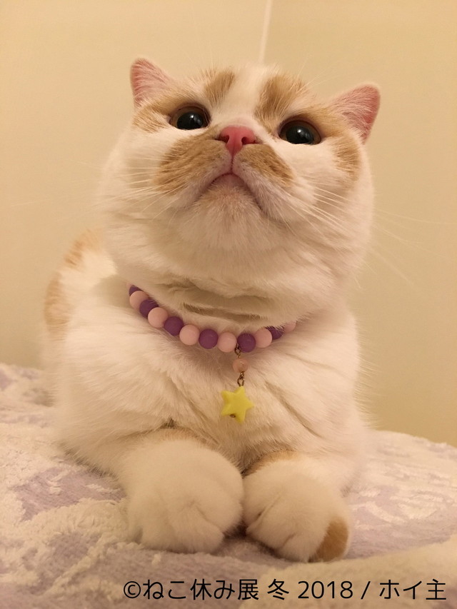 ホイップ(ホイ主)