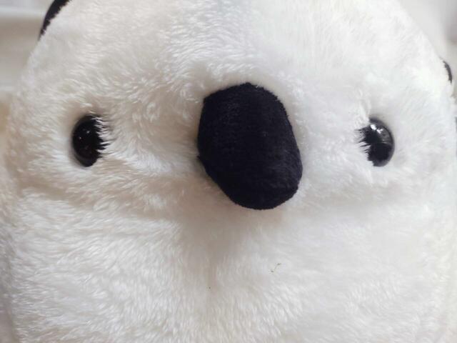 目とくちばしがかわいい