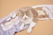 【GELATO PIQUE CAT＆DOG（ジェラート ピケ キャット＆ドッグ）】ジェラートモチーフジャガードブランケット：4,180円（税込）