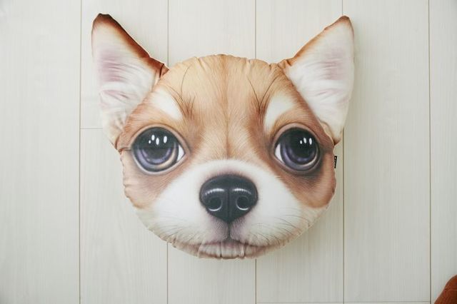 Koira＆Kissa(チワワ)