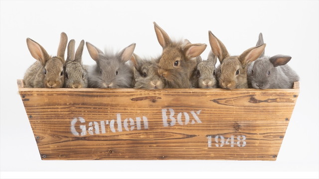 うさぎしんぼる展