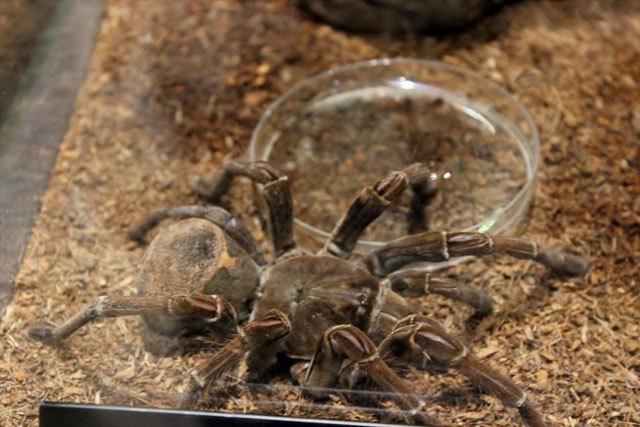 ゴライアスバードイーター