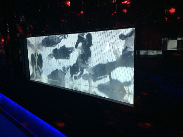 美しい! 「蜷川実花×クラゲ」の超幻想世界