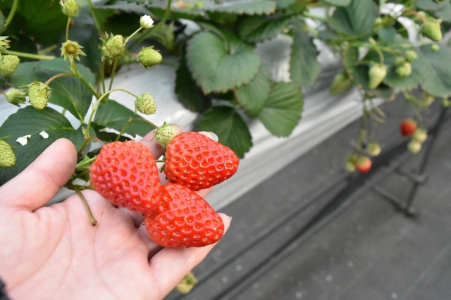 香りがよく大粒なのが特徴