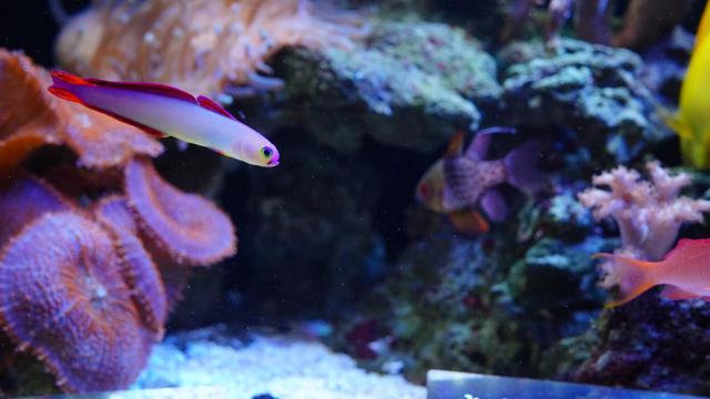 交流プラザのサンゴ礁の生き物たち