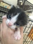 VISUMALで保護されている子猫　