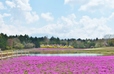 芝桜の香りが爽やか