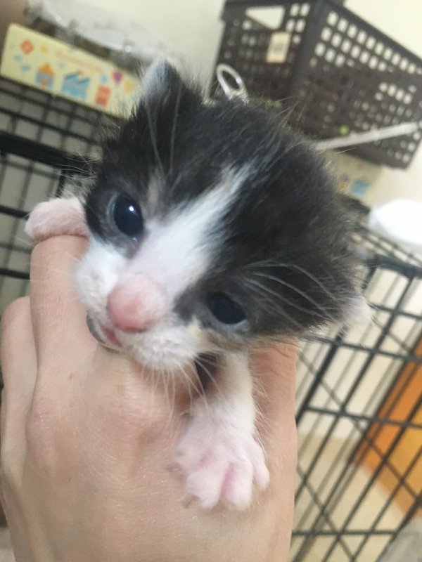 VISUMALで保護されている子猫　