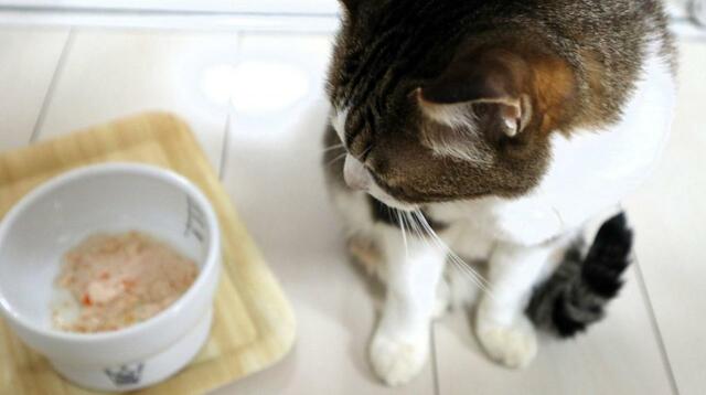 【スープストックトーキョー 猫のためのスープ 】「にんじんはちょっとニャ…」という様子