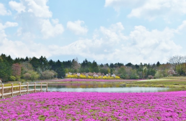 芝桜の香りが爽やか
