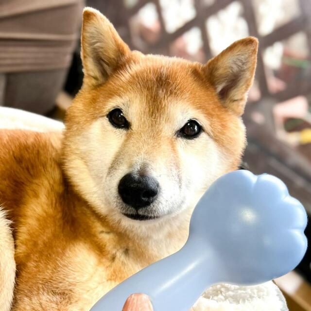 【SanMori ペット用 痛くない ヒーリングブラシ】犬や猫の足のようなデザインでかわいすぎ！カラーはピンク、ブルー、グリーンの3色です