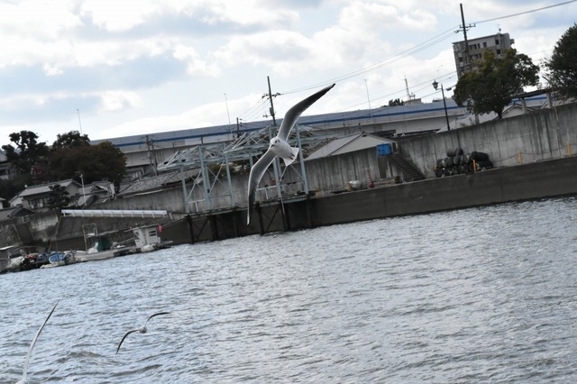 おーい!エサくれよおおお!!