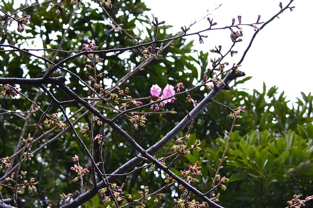 「ザンビーニ・ブラザーズ・リストランテ」周辺の河津桜。木の下から撮影 ©Disney