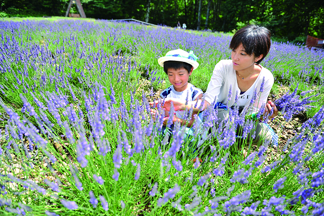 たんばらラベンダーパーク　ラベンダー摘み取り体験