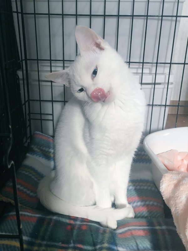 VISUMALで保護されている猫　