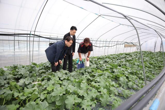 「夕張郡栗山町 有限会社北海道日原（日原メロン）」＜期間：2025年10月1日～12月19日＞【東京ドームホテルに「海鮮パフェ」や「紅ズワイ蟹」「メロン」など、北海道の魅力溢れるメニューが勢揃い！『北海道グルメブッフェ 2025』開催！】