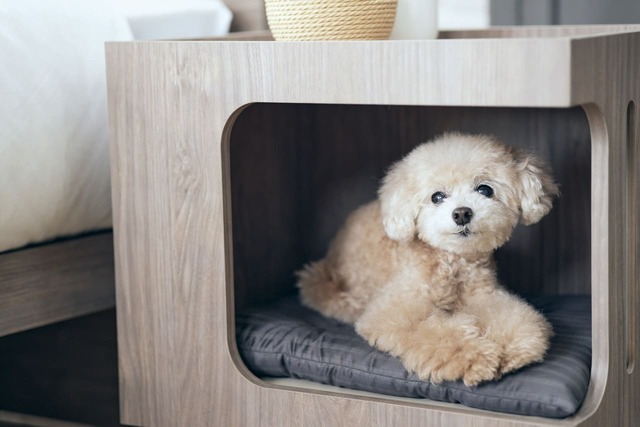 【フランスペット】「ペット ステップベンチ」