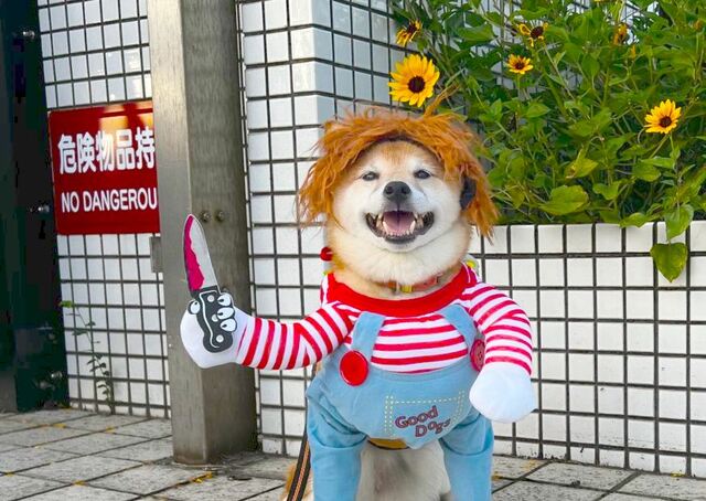 【犬用チャッキーコスチューム】撮影場所とポイントを意識してなりきり写真をとろう