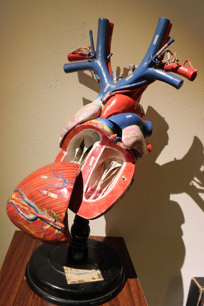 美しいけど怖い!「医療器具展」の展示物