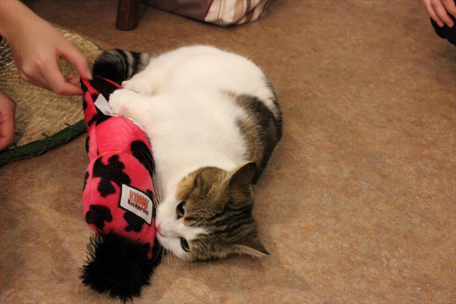 可愛くてキュンキュンする「吉祥寺ねこ祭り」の猫たち