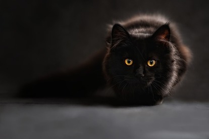 ホント 猫 にまつわる5つの オカルト な俗説 噂をまとめてみた 3 3 Mimot ミモット ホント 猫 にまつわる5つの オカルト な俗説 噂をまとめてみた 3 3 Mimot ミモット