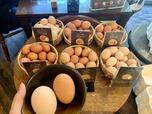【喜三郎農場 選べる12種類の卵】お店の真ん中には、その日食べられる6種類の卵が並んでいました