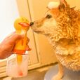 【自動発泡犬用ソープディスペンサ】フル充電で約3時間使えます
