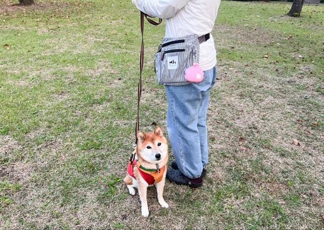 【ぽちのPOCHI シリコンがまぐち】便利なポーチで愛犬とのお散歩がさらに楽しくなりそうです♪