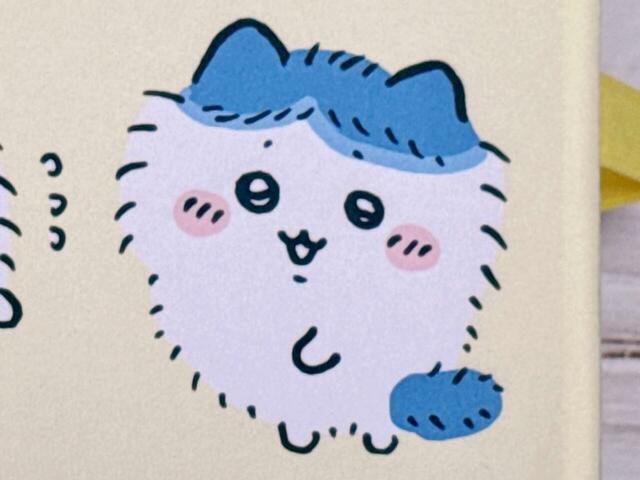 ふわふわまんまるのハチワレはまるでペルシャ猫のよう。かわいい！