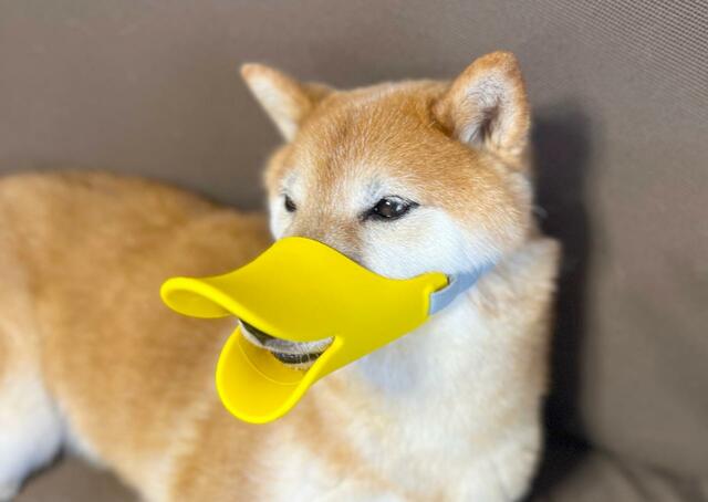 【OPPO quack（クァック）】ベルトで固定しても気にしない時間が増えてきました