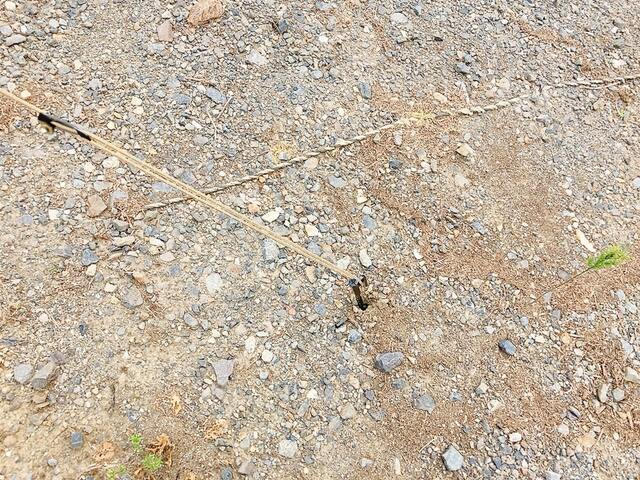 【ワークマン 電動ドライバー対応スクリューペグ 25cm】しっかり力で打ち込みたいときはハンマーがおすすめ